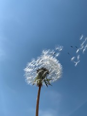 Photography of dandelion with blue sky in background