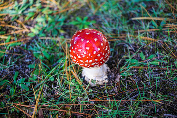 Red and white spotted Toadstool - Fly agaric mushrooms