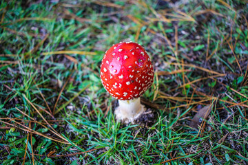 Red and white spotted Toadstool - Fly agaric mushrooms