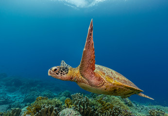Obraz na płótnie Canvas Green sea turtle swims over a colorful reef with healthy hard corals
