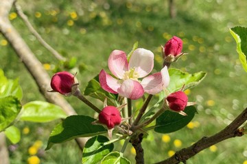 Photography of natural blossom flower on tree