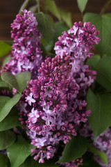 Bouquet of lilac, background. Spring beautiful lilac flowers, close up.