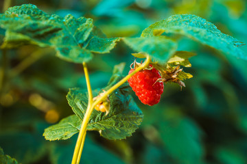 Branch with ripe raspberry in the garden. Selective focus. Shallow depth of field.