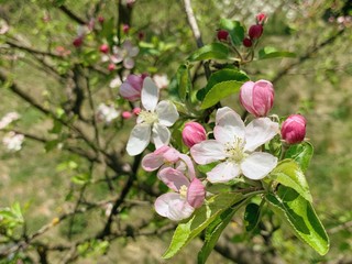 Photography of natural blossom flower on tree