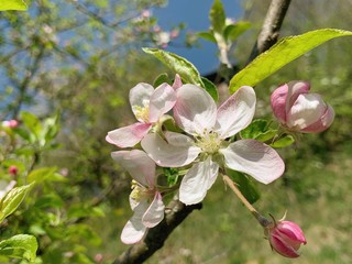 Photography of natural blossom flower on tree
