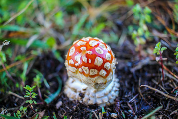 Red and white spotted Toadstool - Fly agaric mushrooms