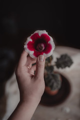 The hand of a young woman touches the red gloxinia flower.