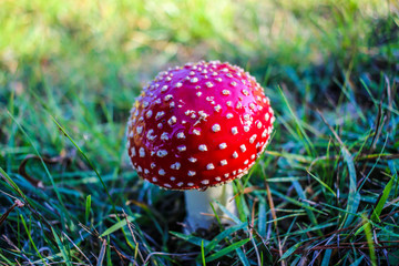 Red and white spotted Toadstool - Fly agaric mushrooms