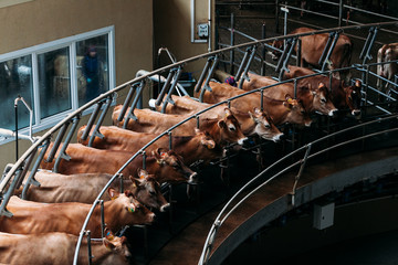 circular automatic mechanical milking of cows on a specialized dairy farm