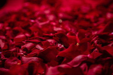 Background of red rose petals.