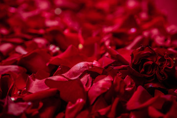 Background of red rose petals.