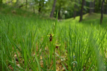 Wilde Orchideen und mehr