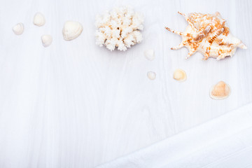 Summer background with sea shells, coral on wooden background. Copy space. Vacations concept.