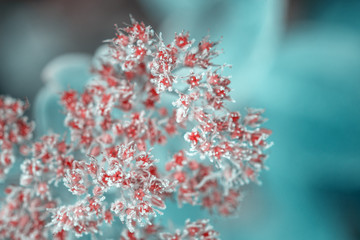 beautiful colorful flowers covered with hoarfrost on blurred background