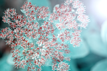 beautiful colorful flowers covered with hoarfrost on blurred background