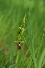 Wilde Orchideen und mehr