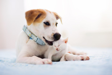 Cat and dog sleeping. Puppy and kitten sleep.