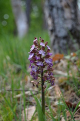 Wilde Orchideen und mehr