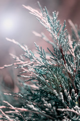green young thuja branches covered with hoarfrost on blurred background, close view  
