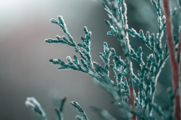 green young thuja branches covered with hoarfrost on blurred background, close view  