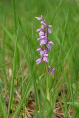 Wilde Orchideen und mehr