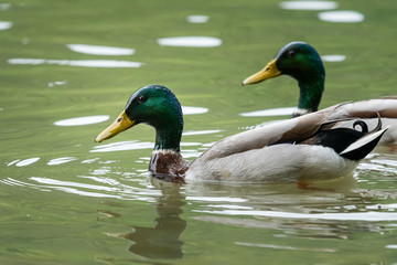 Two male mallards swimming on a river in springtime