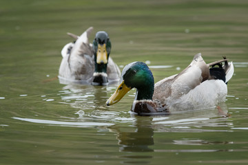 Two male mallards swimming on a river in springtime