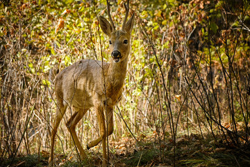 Obraz premium Young wild roe deer in forest, Capreolus capreolus. Roe deer in its natural habitat. Buck in spring time