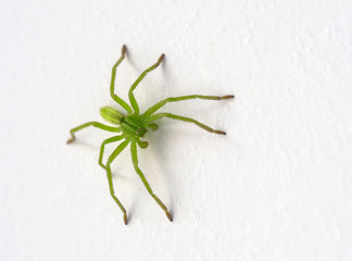Micrommata virescens Green Huntsman Spider 8 eyes isolated on white