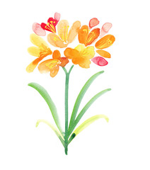 Watercolor Clivia painted in yellow and orange
