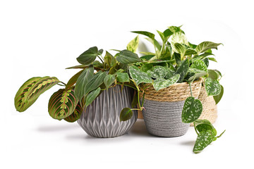 Group of tropical house plants like Satin Pothos, Philodendron or Calathea in beautiful natural...