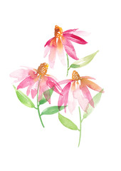 Three echinacea flowers painted in watercolor