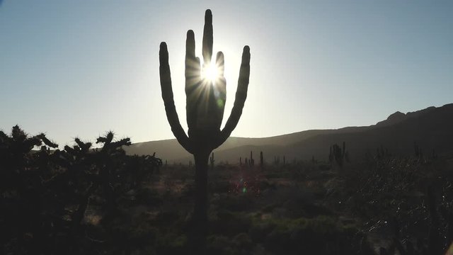 Sunset behind Cardon Cactus in Desert San Jose Island Baja California Mexico