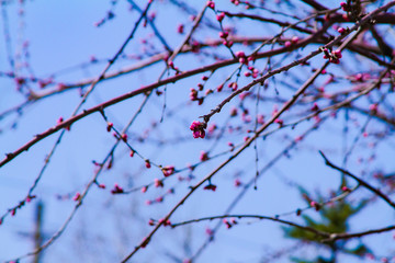 Apricot blossom Peach Blossom flowering pink flowers blue background close up