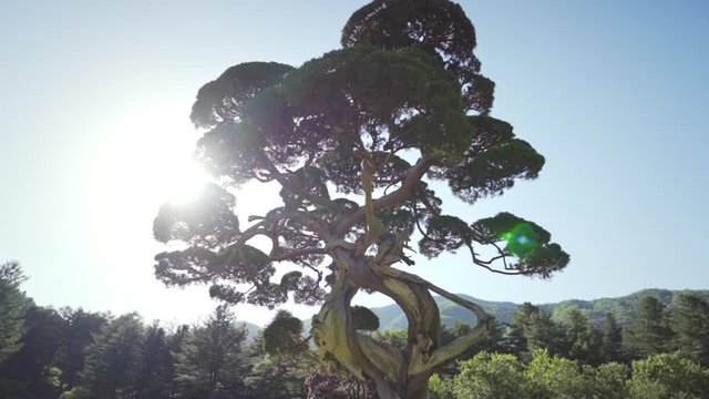 Chinese Juniper tree in the Garden of Morning Calm during late afternoon with sun flares, medium track in slow motion.