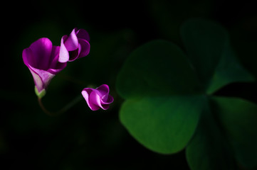 Macro di un fiore viola di stagno, con sfondo verde scuro e un trifoglio