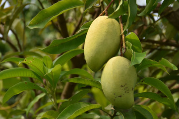 Bunches of organic raw mangoes in Thai mango gardens.