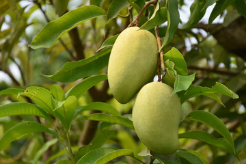 Bunches of organic raw mangoes in Thai mango gardens.
