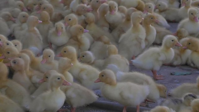 Hundreds of chicklings on a farm