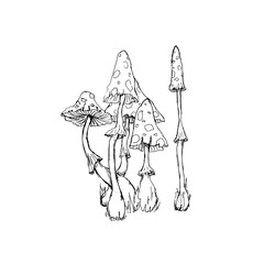 Alice in Wonderland sketched icons coloring page  isolated on white background
