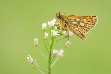 Close up image of a small woodland butterfly, chequered skipper, with brown eyes and yellow spots...