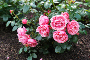 Leonardo da vinci floribunda rose shrub of pink flowers