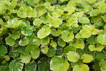 Polyscias balfouriana or balfour aralia green leaves