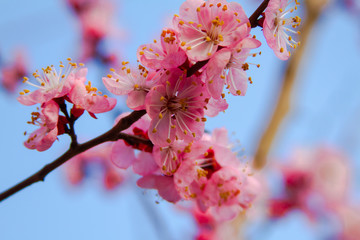 Apricot blossom Peach Blossom flowering pink flowers blue background close up