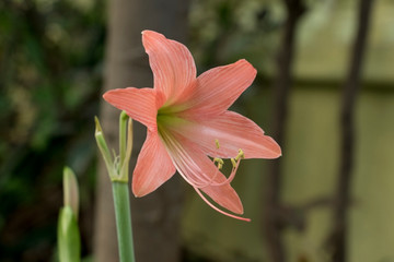 beautiful flower in a nature