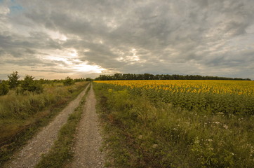 A wide-angle panoramic photography of the sunflowers field. A summer photography. Warm and cloudy weather