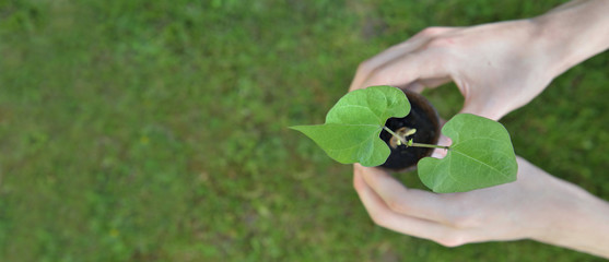 panoramic view  on hands o f a man holding seedling of bean growing in a pot on green background
