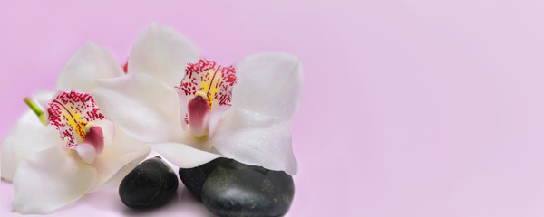 beautiful white orchid flowers on pebbles on pink background