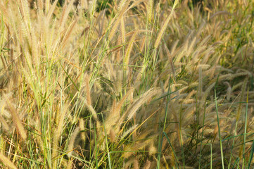 Pennisetum alopecuroides hameln dwarf fountain grass 