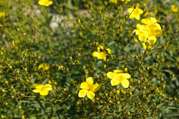 Linaria flavum compactum or dwarf golden flax yellow flowers with green